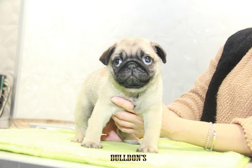 成約済の東京都のパグ-90727の5枚目