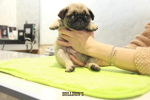 成約済の東京都のパグ-90727の4枚目