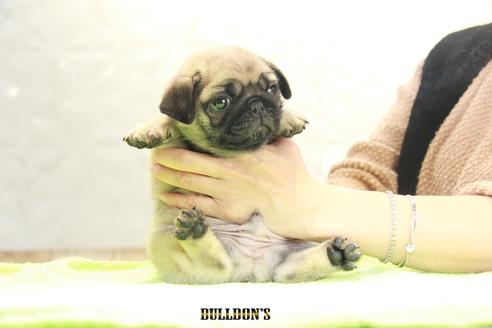 成約済の東京都のパグ-90727の3枚目