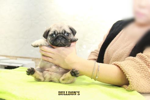 成約済の東京都のパグ-90727の2枚目