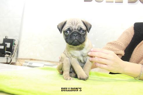 成約済の東京都のパグ-90728の1枚目