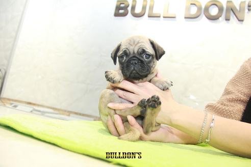 成約済の東京都のパグ-90728の5枚目