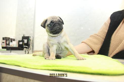 成約済の東京都のパグ-90728の4枚目