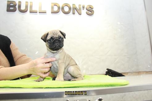 成約済の東京都のパグ-90728の3枚目