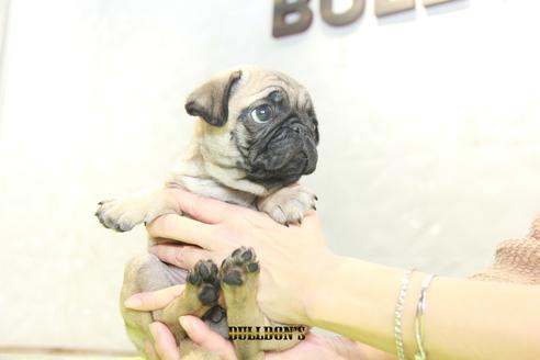 成約済の東京都のパグ-90728の2枚目