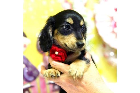 成約済の大分県のミニチュアダックスフンド(ロングヘアード)-89043の5枚目