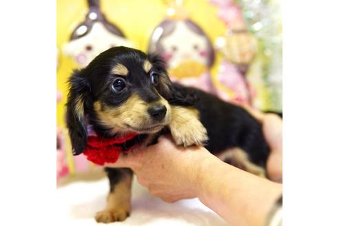 成約済の大分県のミニチュアダックスフンド(ロングヘアード)-89043の4枚目