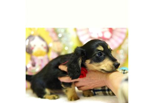 成約済の大分県のミニチュアダックスフンド(ロングヘアード)-89043の3枚目