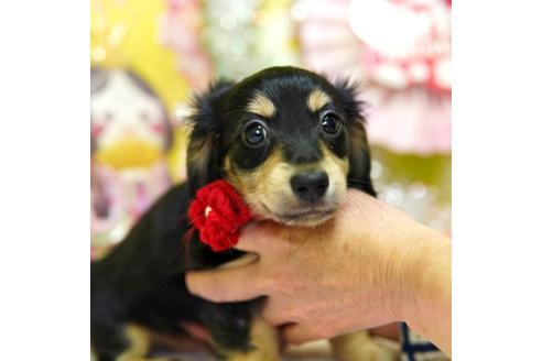 成約済の大分県のミニチュアダックスフンド(ロングヘアード)-89043の2枚目
