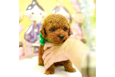 成約済の大分県のトイプードル-90745の3枚目