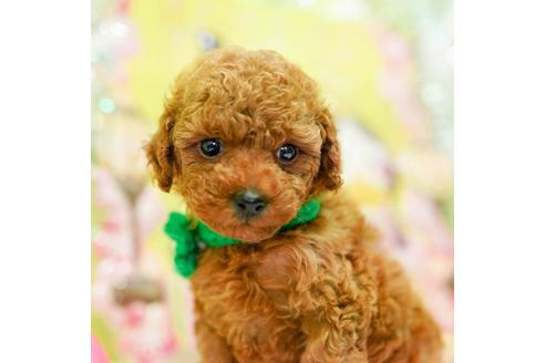 成約済の大分県のトイプードル-90745の2枚目