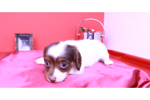 成約済の愛知県のミニチュアダックスフンド(ロングヘアード)-90750の5枚目