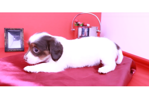 成約済の愛知県のミニチュアダックスフンド(ロングヘアード)-90750の4枚目