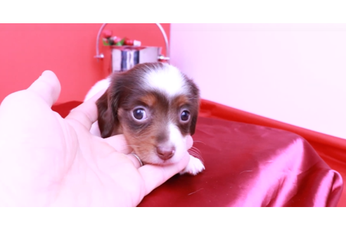 成約済の愛知県のミニチュアダックスフンド(ロングヘアード)-90750の3枚目