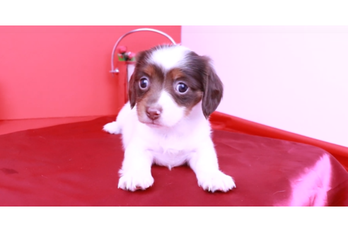 成約済の愛知県のミニチュアダックスフンド(ロングヘアード)-90750の2枚目