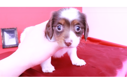 成約済の愛知県のミニチュアダックスフンド(ロングヘアード)-90750の1枚目