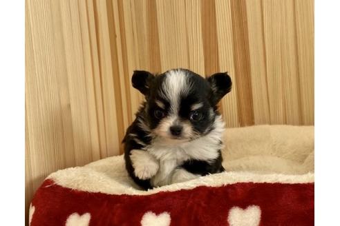 成約済の香川県のチワワ(ロングコート)-90161の2枚目