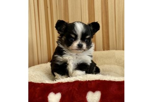 成約済の香川県のチワワ(ロングコート)-90161