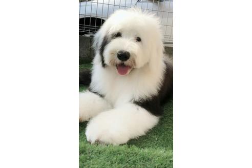 香川県のオールドイングリッシュシープドッグ 男の子 01 28生まれ グレー ホワイト 子犬id ブリーダーナビ 香川県のオールドイングリッシュシープドッグ 男の子 01 28生まれ グレー ホワイト 子犬id ブリーダーナビ