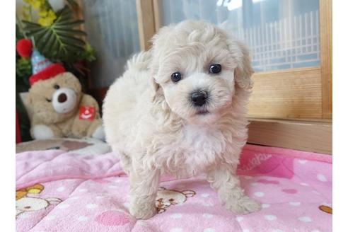 成約済の熊本県のミックス犬-90776の5枚目