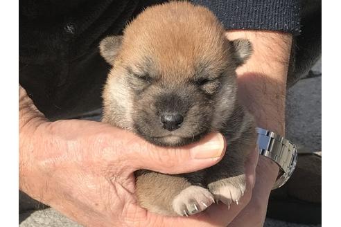 成約済の長崎県の柴犬-90789の9枚目