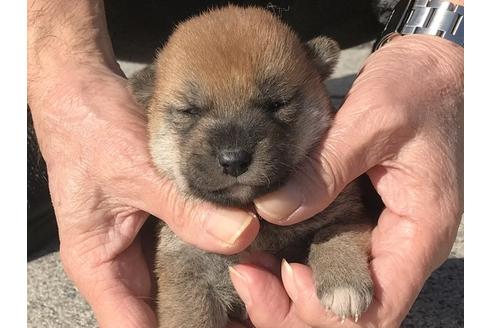 成約済の長崎県の柴犬-90789の7枚目