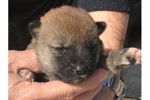 成約済の長崎県の柴犬-90792の9枚目