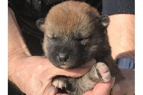 成約済の長崎県の柴犬-90792の8枚目