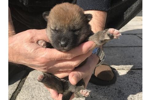 成約済の長崎県の柴犬-90792の7枚目