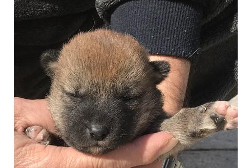 成約済の長崎県の柴犬-90792の6枚目