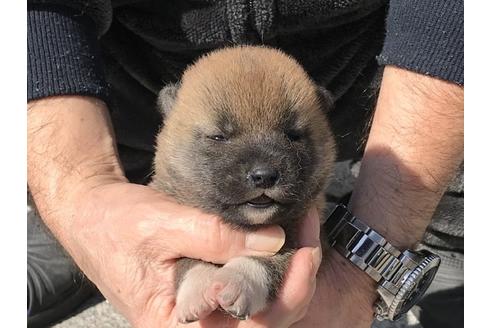 成約済の長崎県の柴犬-90794の10枚目