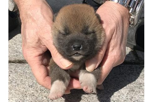 成約済の長崎県の柴犬-90794の9枚目