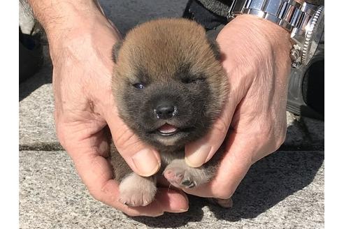 成約済の長崎県の柴犬-90794の8枚目