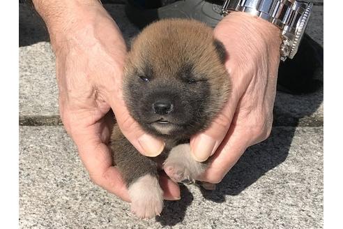成約済の長崎県の柴犬-90794の7枚目