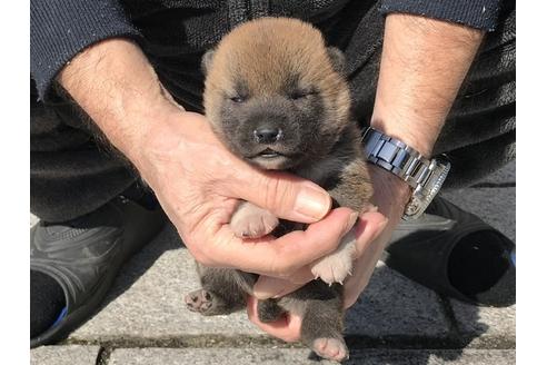 成約済の長崎県の柴犬-90794の6枚目
