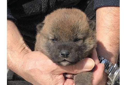 成約済の長崎県の柴犬-90796の10枚目