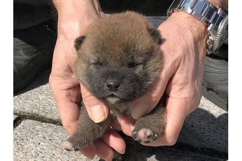成約済の長崎県の柴犬-90796の9枚目