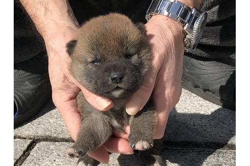 成約済の長崎県の柴犬-90796の8枚目