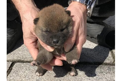 成約済の長崎県の柴犬-90796の7枚目
