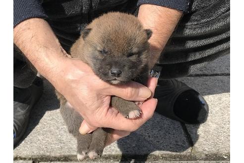 成約済の長崎県の柴犬-90796の6枚目
