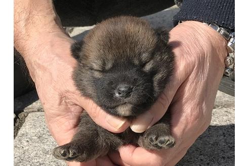 成約済の長崎県の柴犬-90801の10枚目