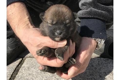 成約済の長崎県の柴犬-90801の9枚目