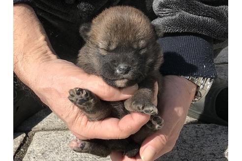 成約済の長崎県の柴犬-90801の8枚目