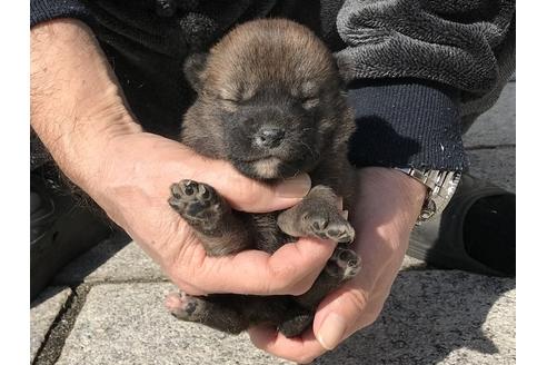 成約済の長崎県の柴犬-90801の7枚目