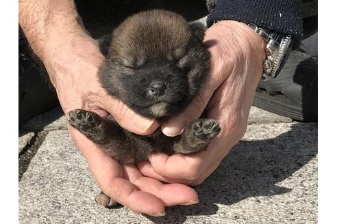 成約済の長崎県の柴犬-90801の6枚目