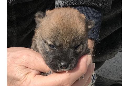 成約済の長崎県の柴犬-90803の10枚目