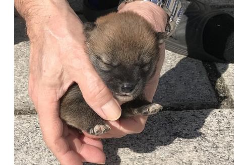 成約済の長崎県の柴犬-90803の9枚目