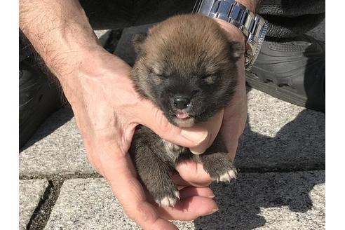 成約済の長崎県の柴犬-90803の8枚目