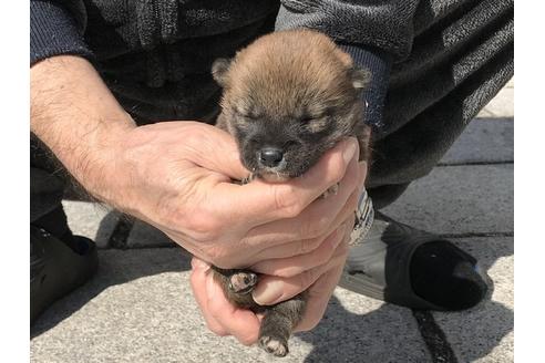 成約済の長崎県の柴犬-90803の7枚目