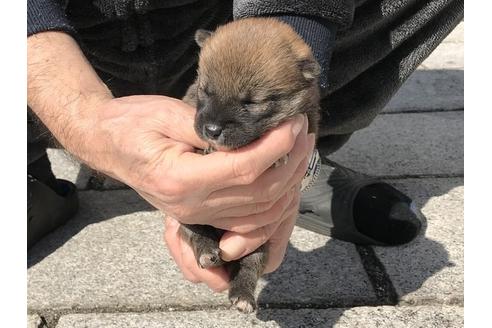 成約済の長崎県の柴犬-90803の6枚目